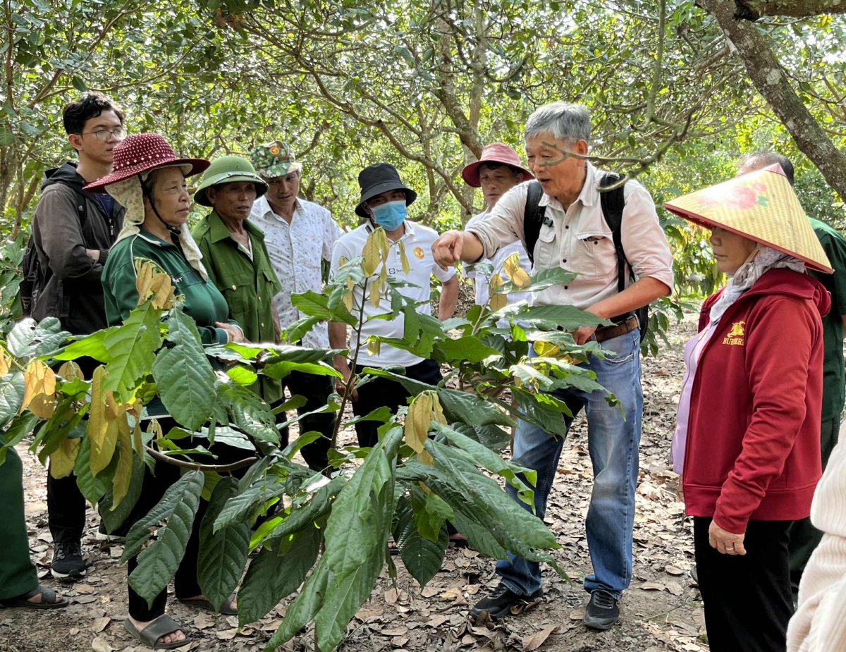 Hướng đi mới cho nông nghiệp bền vững từ mô hình canh tác ca cao